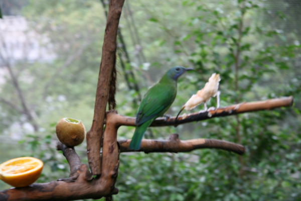 Hongkong: Im Edward Youde Aviary