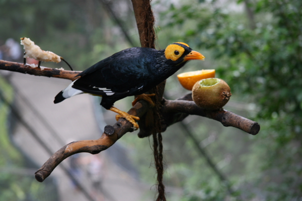 Hongkong: Im Edward Youde Aviary