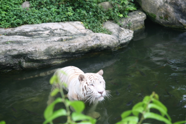 Hongkong: Weisser Tiger im Zoo