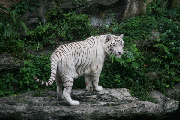 Hongkong: Weisser Tiger im Zoo