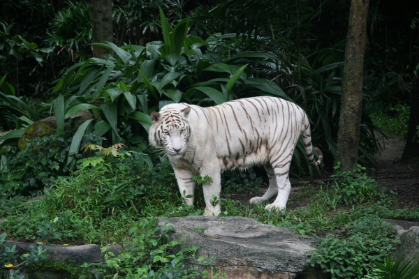 Hongkong: Weisser Tiger im Zoo