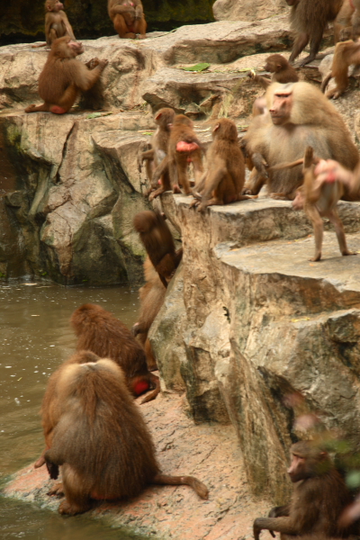 Hongkong: Golden Lion Tamarin
