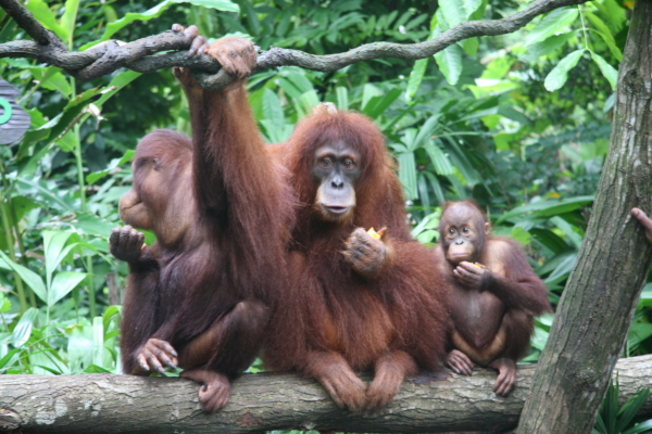 Hongkong: Orang Utan
