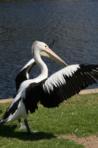  Adelaide: Australian Pelican