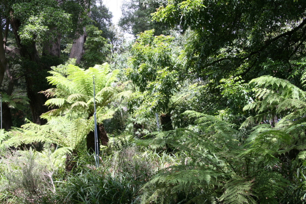 Melbourne: Royal Botanic Gardens