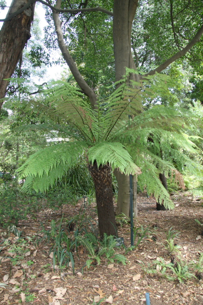 Melbourne: Royal Botanic Gardens