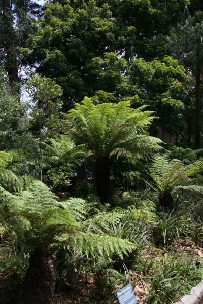 Melbourne: Royal Botanic Gardens