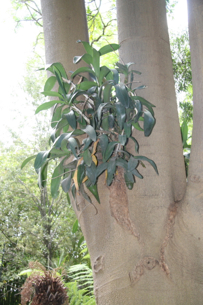Melbourne: Royal Botanic Gardens