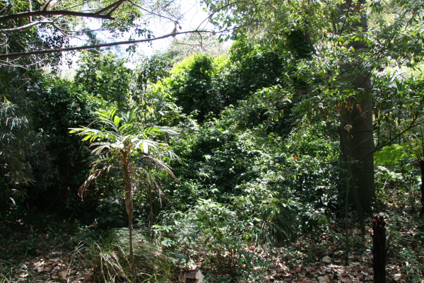 Melbourne: Royal Botanic Gardens