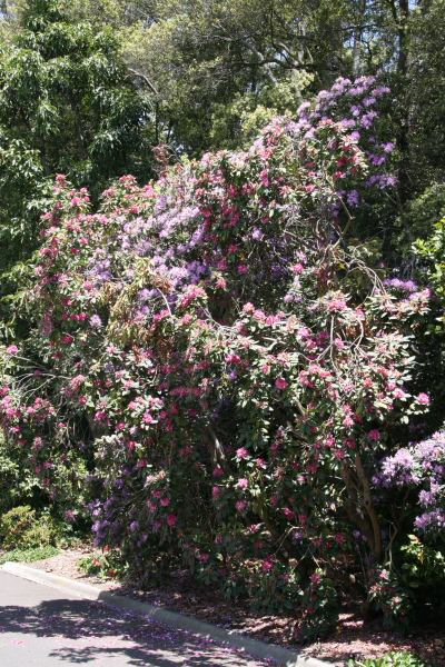Melbourne: Royal Botanic Gardens