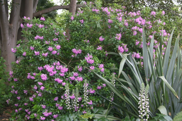 Melbourne: Royal Botanic Gardens