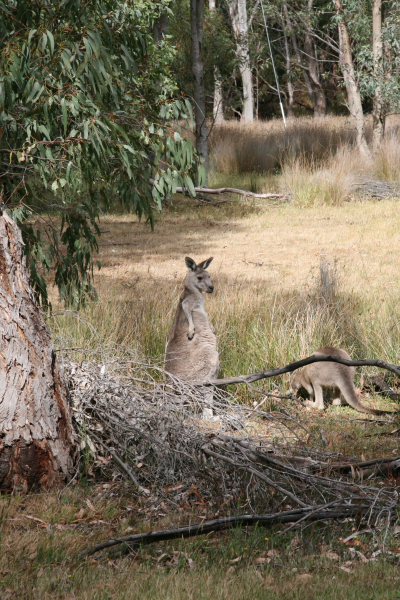 Kangaroos