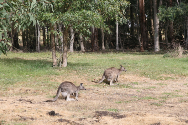 Kangaroos