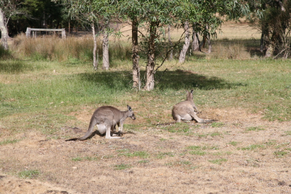 Kangaroos