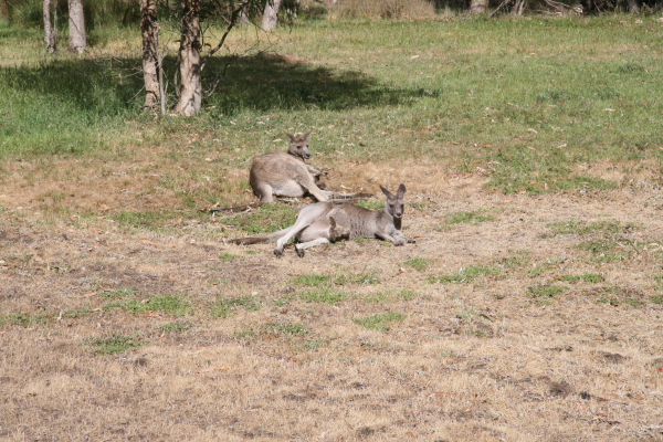 Kangaroos