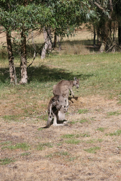 Kangaroos
