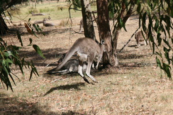 Kangaroos