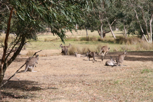 Kangaroos