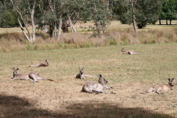 Kangaroos