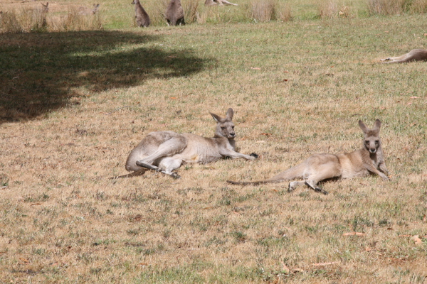 Kangaroos