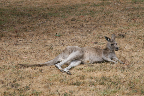 Kangaroos
