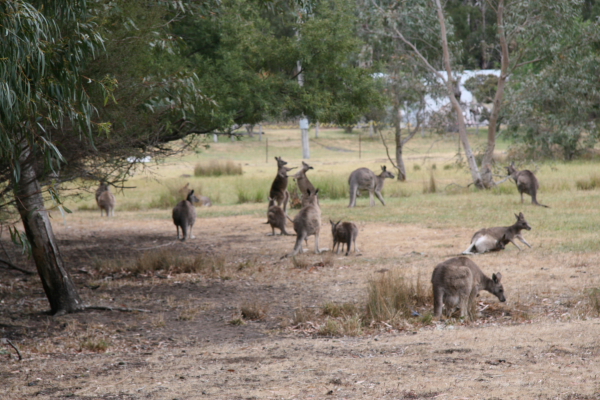 Kangaroos