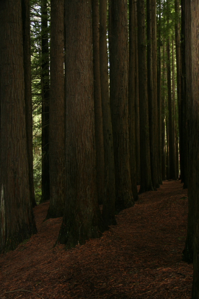 Rain Forests of the Otway National Park