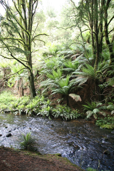 Rain Forests of the Otway National Park