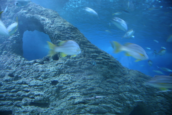 Perth: In the Aquarium