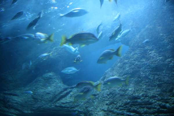 Perth: In the Aquarium