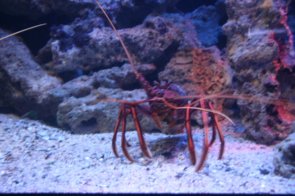 Perth: In the Aquarium