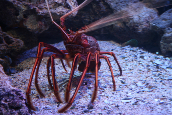 Perth: In the Aquarium