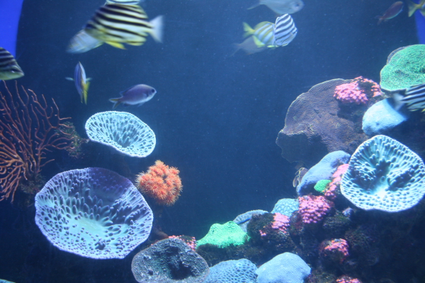 Perth: In the Aquarium