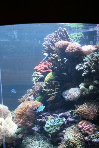 Perth: In the Aquarium