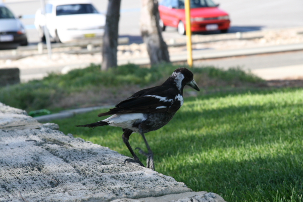 Perth: Seagul or something similar ;)