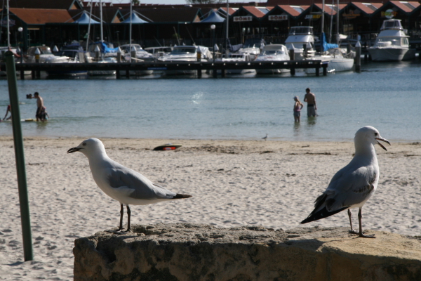 Perth: Seagul or something similar ;)
