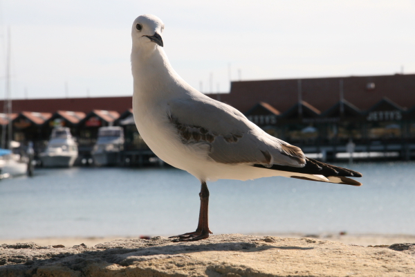 Perth: Seagul or something similar ;)