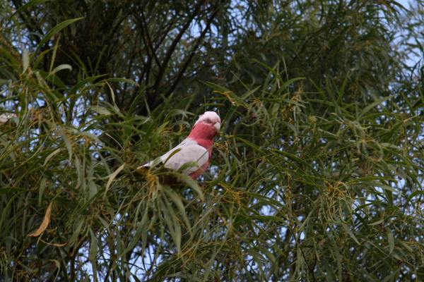 Pinacles: North of Perth