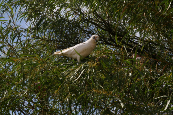 Pinacles: North of Perth