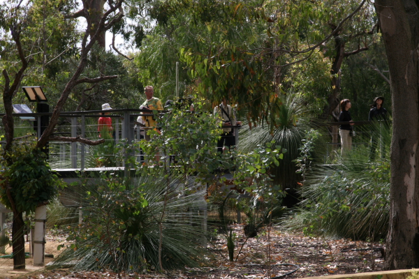 Pinacles: North of Perth