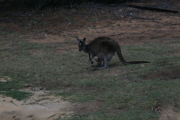 Pinacles: North of Perth