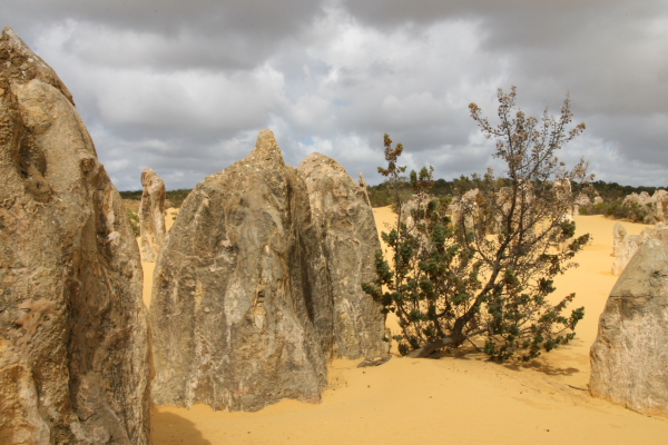 Pinacles: In the Pinacles