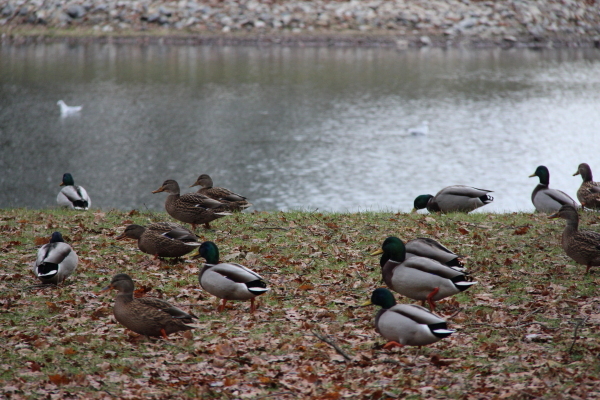  Dresden: Enten im Grossen Garten