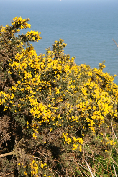 Dublin: Wer weiss wie die Pflanze heisst?