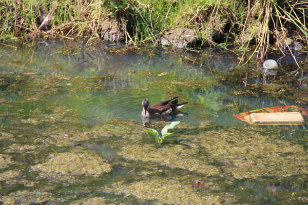  Vechta: Enten beim Castrum Vechtense