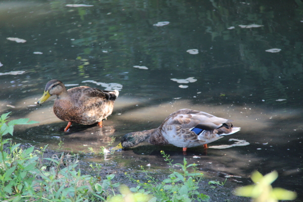  Vechta: Enten beim Castrum Vechtense