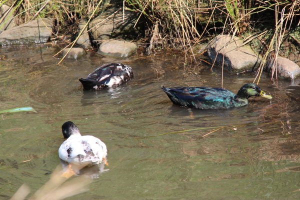  Vechta: Enten beim Castrum Vechtense