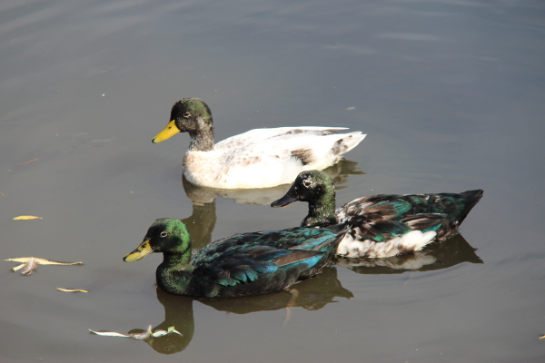  Vechta: Enten beim Castrum Vechtense