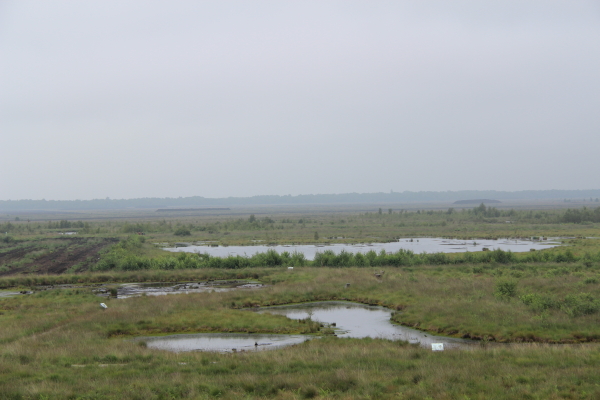  Goldenstedter Moor: Goldenstedter Moor