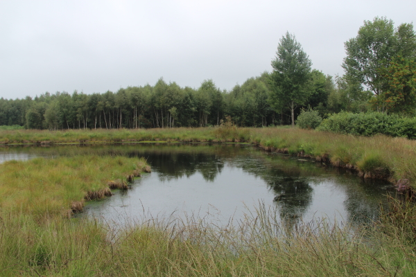  Goldenstedter Moor: Goldenstedter Moor